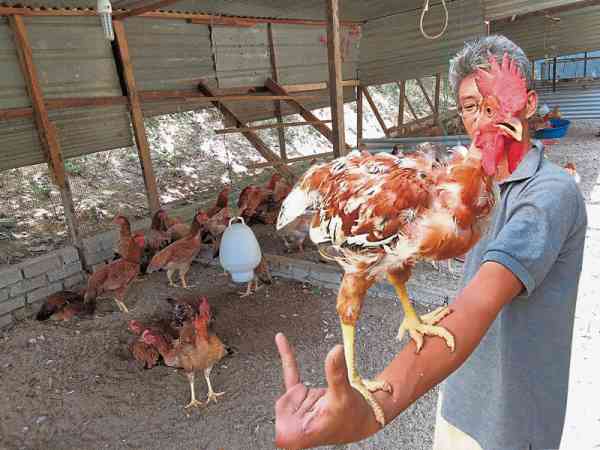 为了让爱吃鸡的妻子能吃上无抗生素及长肉剂的健康鸡，他不惜投身养鸡业，经过一次又一次的试验，终于成功饲养出健康又有滋补功效的菜园鸡。