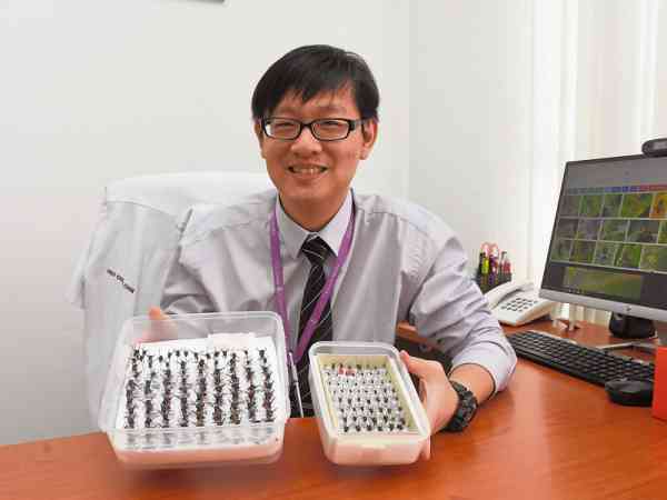 邱博士展示其辛苦收集得来的各类苍蝇标本。