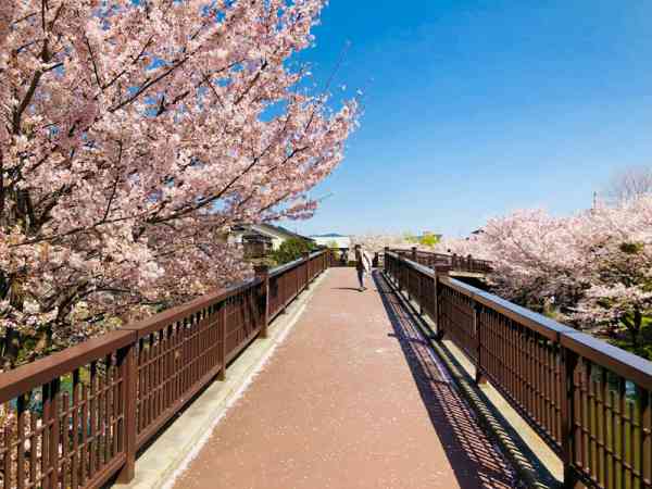 日本迎來平成最后一次樱花季。