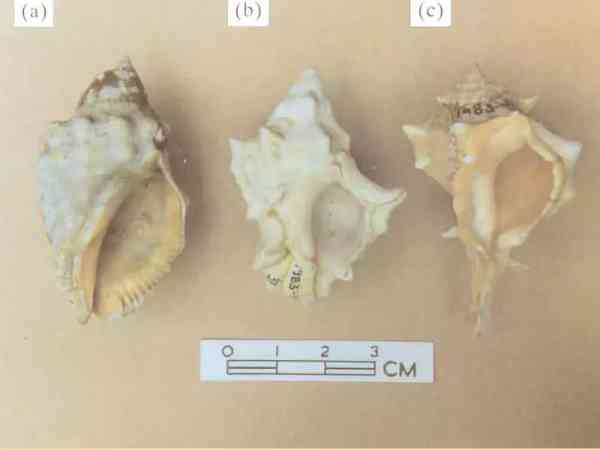 左起：红口岩螺、骨螺、染料骨螺