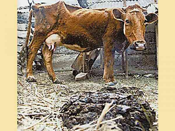 牛只的排泄物释出大量甲烷，是气候暖化的元凶之一。
