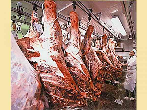 牛只体型庞大，要吃大量饲料才长肉，比猪、鸡等要多吃四倍饲料，才长出一个热量的蛋白质。