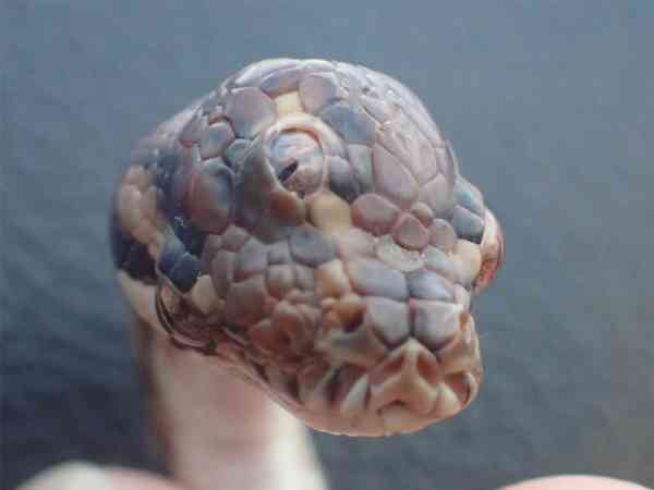 澳洲发现一条3只眼蟒蛇。