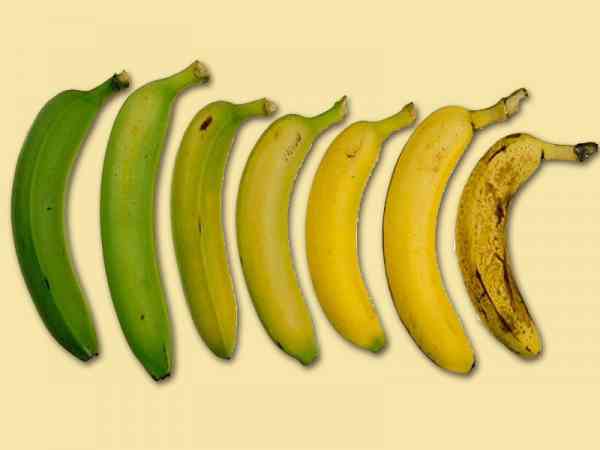 所谓姜是老的辣，熟透起斑点的香蕉虽然卖相不佳，但价值却胜过其他“年青蕉”！