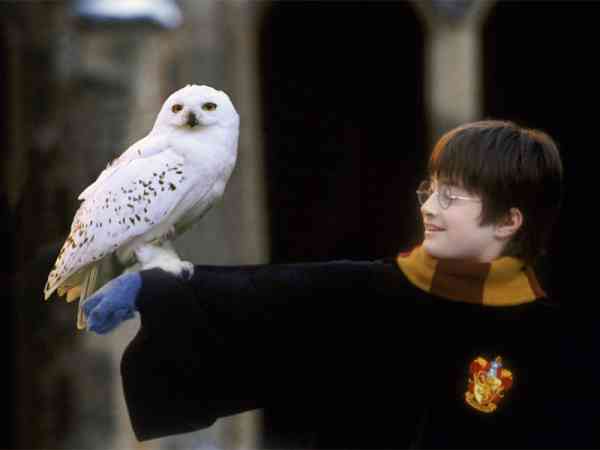 《哈利波特》小说主人翁的宠物猫头鹰在印尼掀起热潮,成为当地人的