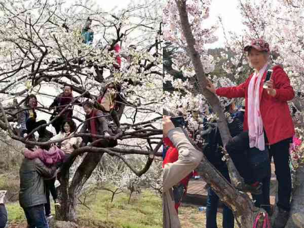 中国大妈随意攀爬树木。