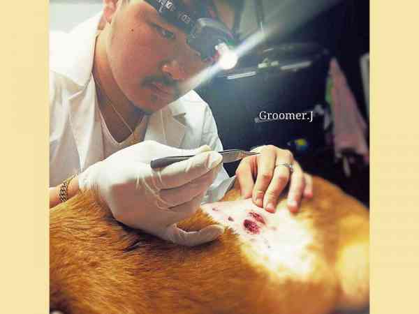 怪医李骏豪还利用中草药和一些独门偏方来拯救患上细小病毒的狗狗，他的怪疗法成功治愈了不少狗狗。