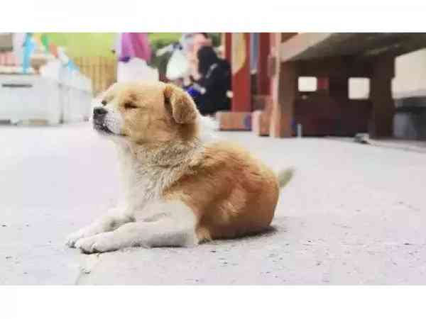 AA