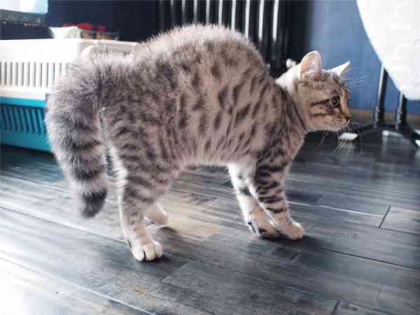 猫身上的毛发存有巨大的静电,因此当猫跳过尸体时,尸体会自动直立起来。