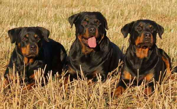 c3aqj3lg_dogs-generic_625x300_11_July_19