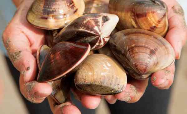 第三名海洋圆蛤