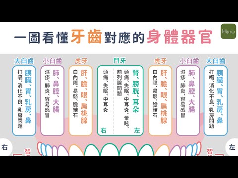 牙痛可能是内脏警讯?一图看懂牙齿对应的身体器官