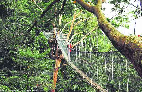 人们可站在吊桥上，吸收芬多精之余，还可赏鸟。