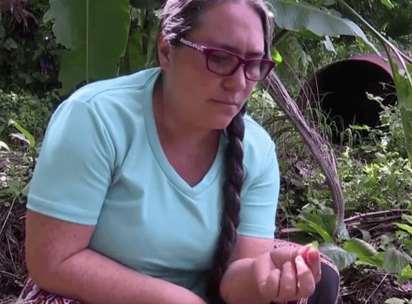 太太布里埃拉索托（Gabriela Soto）会从自家农地捉昆虫。