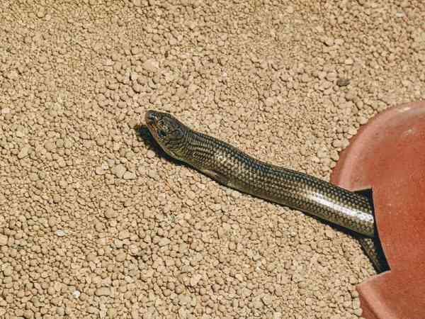 小脚"奇异生物超爱黏人讨摸摸大家一定都有听过"画蛇添足"这句成语吧