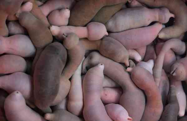 数千只阴茎鱼出没美国加州沙滩