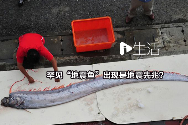 311日本大地震曾现20条罕见"地震鱼"出现是地震先兆？ | 新生活报 - ILifePost爱生活