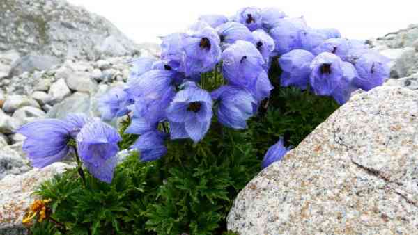 喜马拉雅山海拔4750米的碎石坡上可以看到盛开的冰川翠雀花。