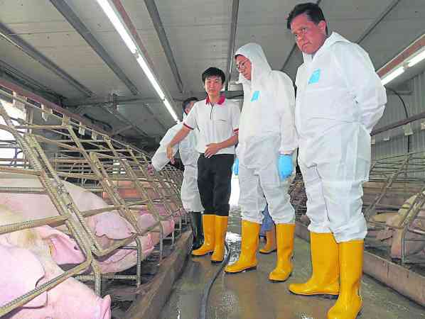 禽畜业宜小心防范禽流感来袭，小心驶得万年船。