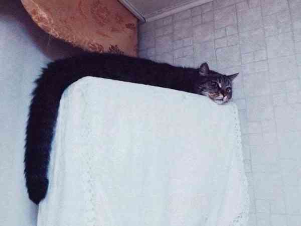 我说猫咪是 L 型的,给不给过?