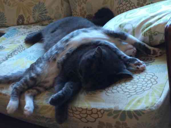 再贵的枕头，都不如一只胖猫好躺。