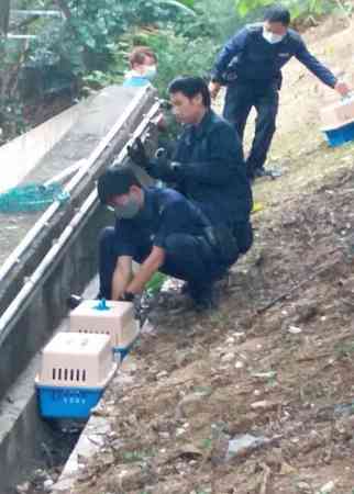 多具动物尸体于山坡渠边被发现。