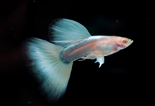 礼服孔雀鱼优雅华贵