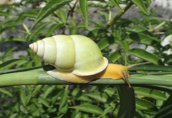 绿树蜗牛全身特写。