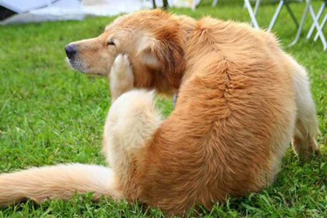 由于狗狗体表覆盖毛发，感染寄生虫后很难发现，即使发现后，狗狗已经被寄生虫所侵害。