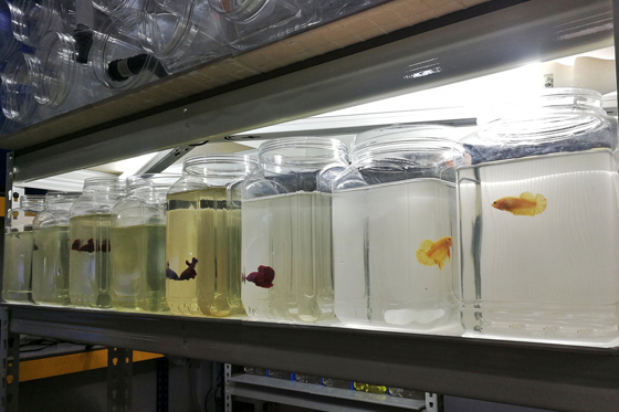 养斗鱼适当容器最少要有3-4公升以上，如果水体太小，水质不易控制，排泄物的浓度过高，会影响到鱼的健康。