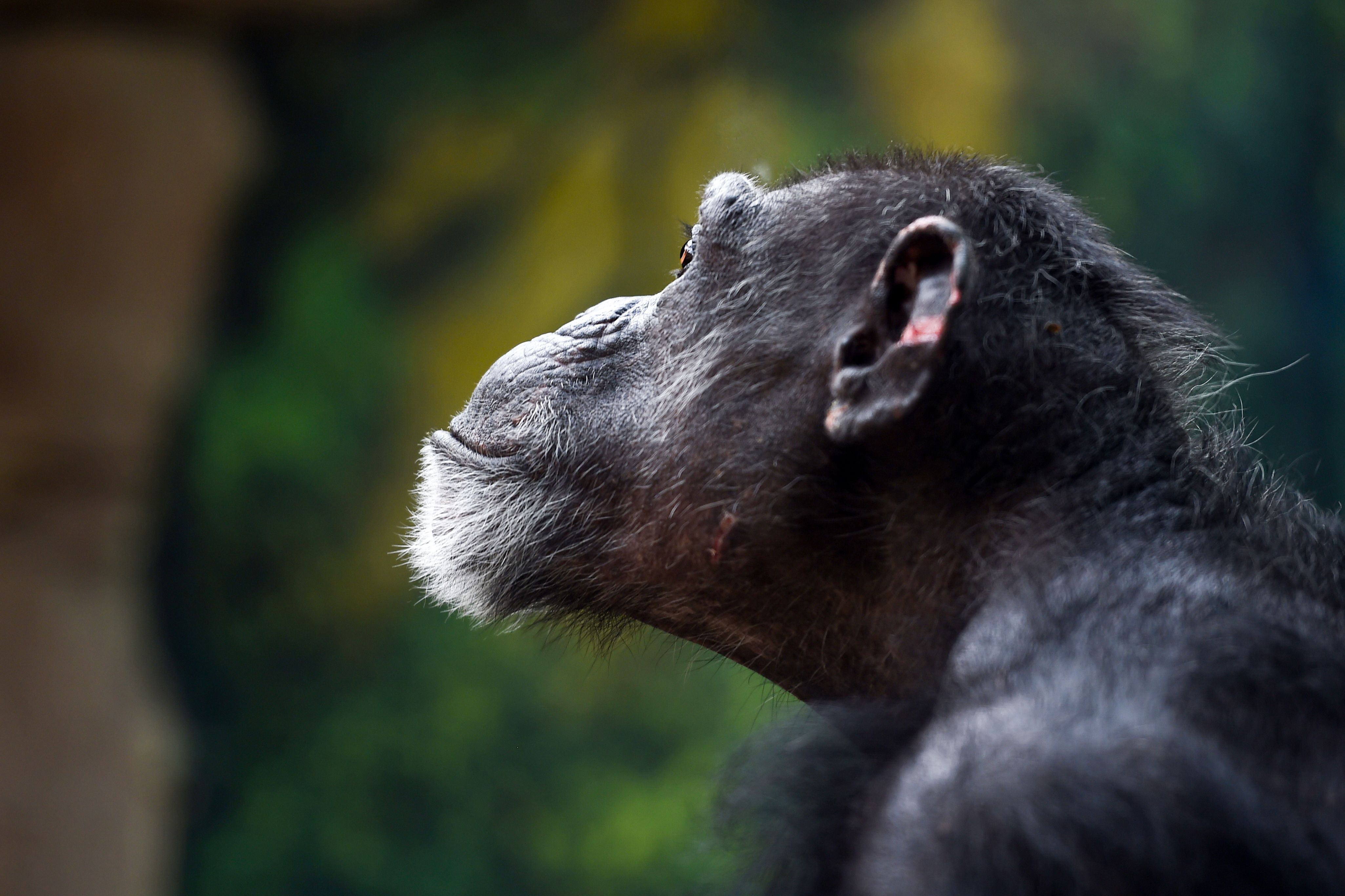 A chimpanzee looks on inside its enclosure on August 1, 2018 at The Beauval Zoo in Saint-Aignan-sur-Cher, central France. (Photo by GUILLAUME SOUVANT / AFP)        (Photo credit should read GUILLAUME SOUVANT/AFP/Getty Images)