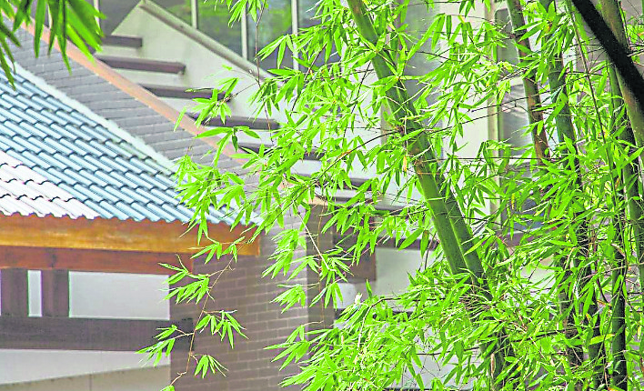 树荫煞是指住宅房的前后有大树,家宅的采光被大树拦截,造成家里阴气过