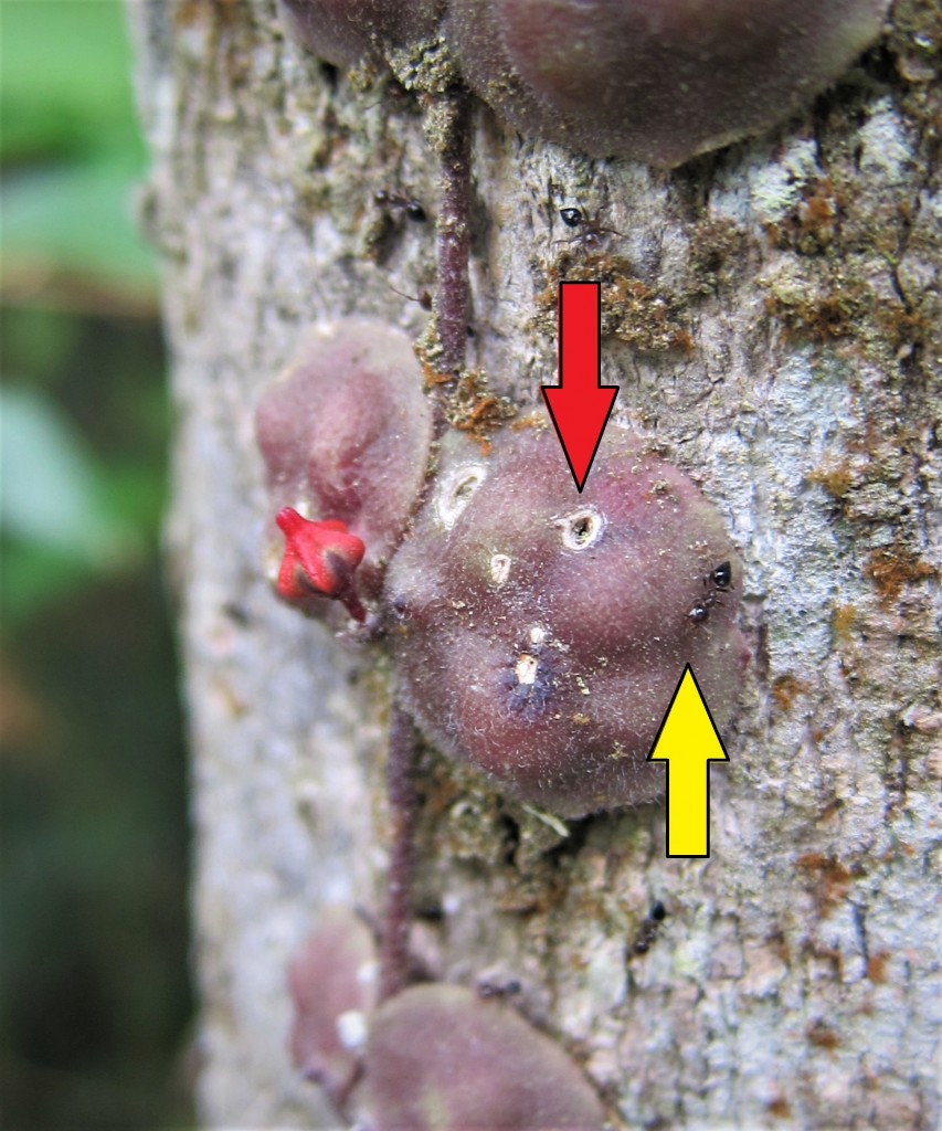 葡萄眼树莲的花蕾旁的叶片上有一只举腹蚁(黄色箭头) 和它咬出来的出入口（红色箭头）。