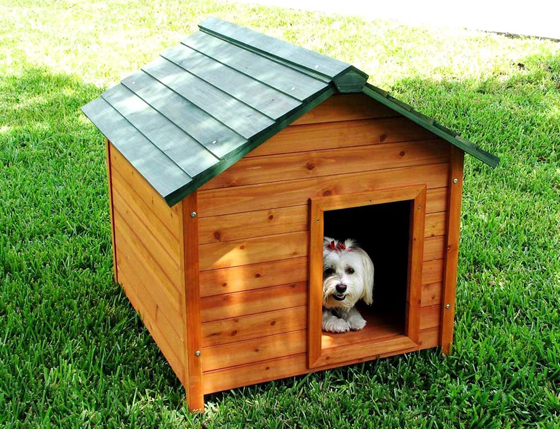 dog01 (1)