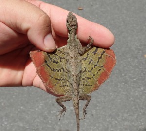 展开翼膜的美丽飞蜥(Draco formosus)。