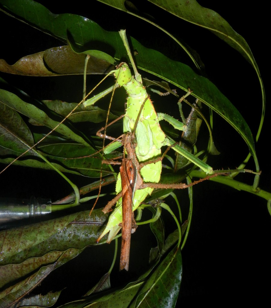 正在交配的扁竹节虫。身体褐色的是雄成虫；身体绿色的是雌成虫，可见它们的外观相差甚大！