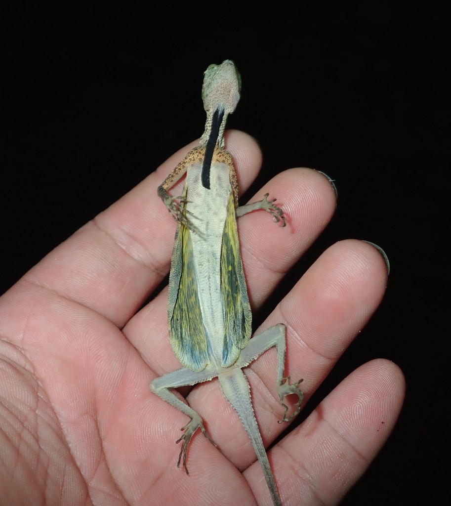 雄性黑翅飞蜥(draco melanopogon)的腹面,可见其体侧两旁有折叠起来的