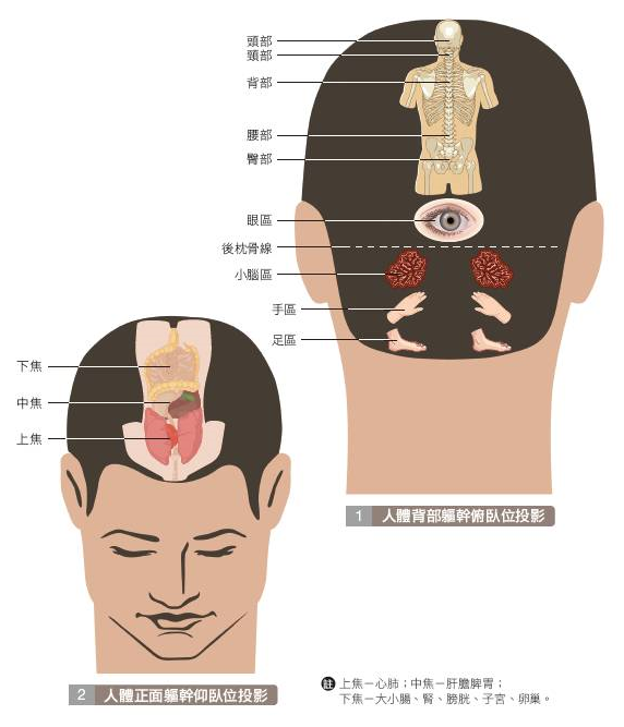 头部反射区图解高清图片