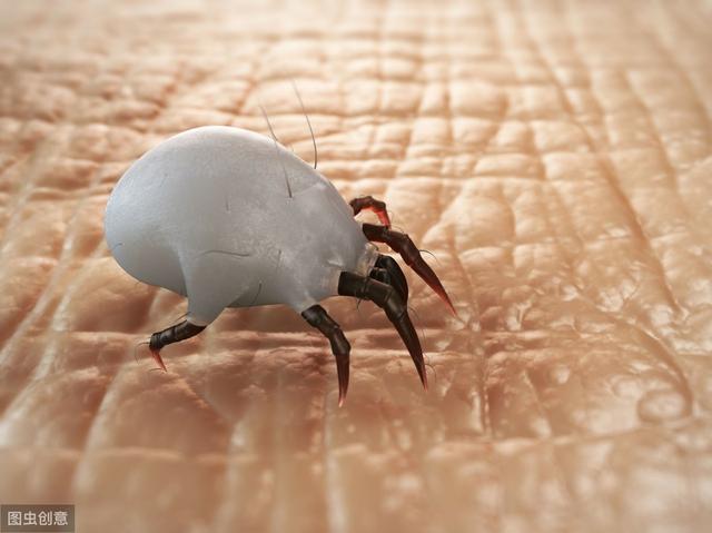 晚上皮肤奇痒无比 当心疥疮找上了你 新生活报 Ilifepost爱生活