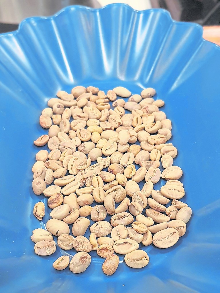 未烘焙前先进行第一轮瑕疵咖啡豆的挑选，这些都是瑕疵豆。