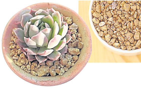 植物正能量 种多肉土壤功能重要性2 新生活报 Ilifepost爱生活
