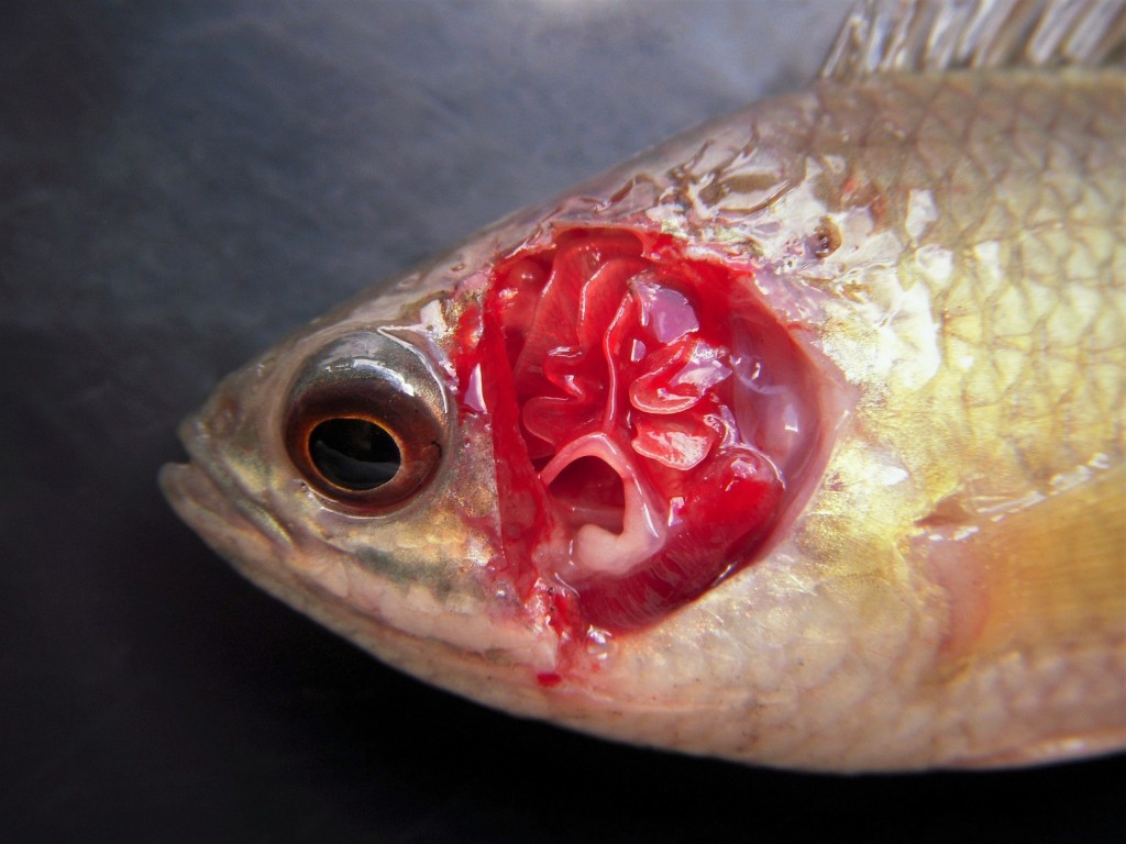 攀鲈的鳃上有一个状如木耳的迷宫器官，能让它直接呼吸空气。