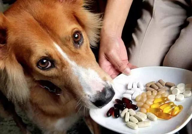 要是你的狗狗吃对了狗粮，基本上不必给狗狗买什么保健品或营养品，实在有需要才适当地给狗狗补充适合保健品。