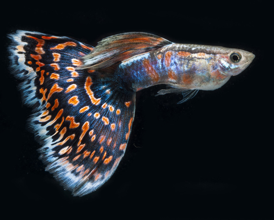 红马赛克:众多色彩和花样的尾鳍，还有腰身上五彩斑斓的色彩，是非常亮眼的鱼种。