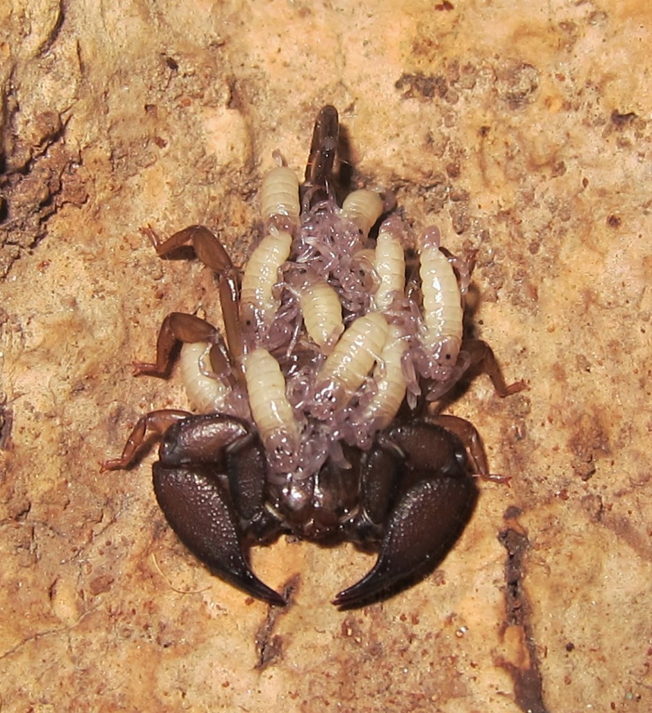 八重山蝎生子不用爸