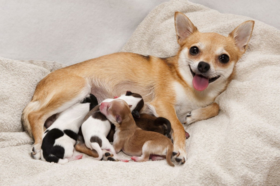 怀孕母狗可通过血液把病菌遗传给腹中幼犬。
