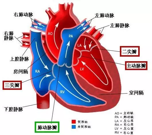 6park Com 心脏病发猝死前先兆男女有差别