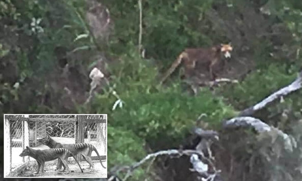 消失了80年的塔斯马尼亚虎，在2016年时在澳洲维多利亚州乡野被发现。