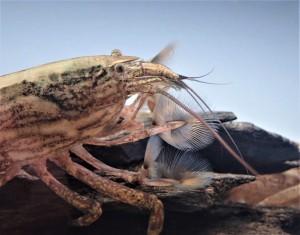 正张开“滤网”捕食的网球虾。
