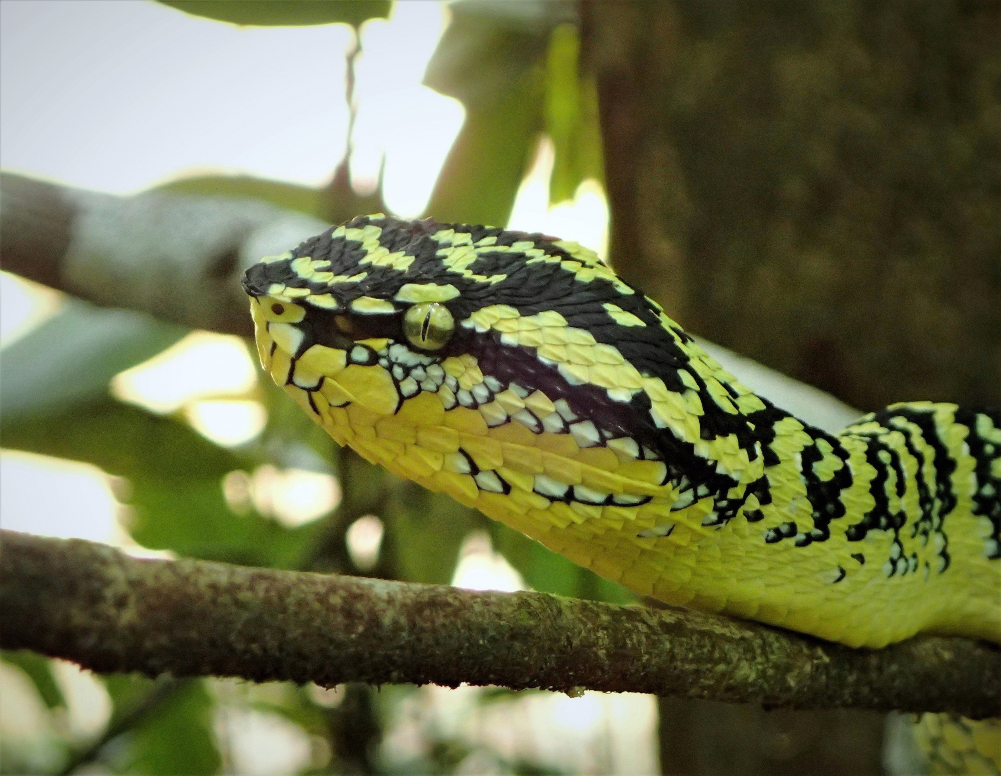【自然大马】清水庙的守护神 瓦氏蝮蛇